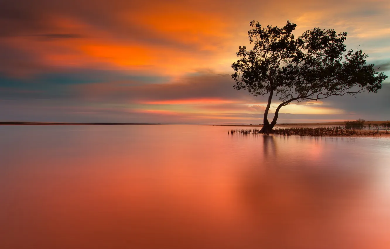 Photo wallpaper trees, sunset, lake