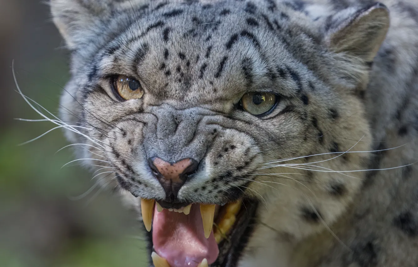 Photo wallpaper Look, Mouth, Fangs, Face, Predator, Snow leopard, Big cat, Grin