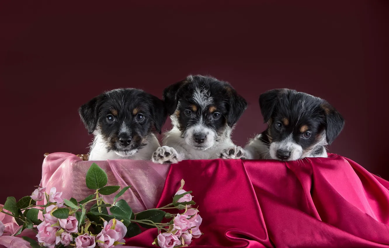 Photo wallpaper dogs, flowers, puppies, trio, Trinity, The Belgian Griffon