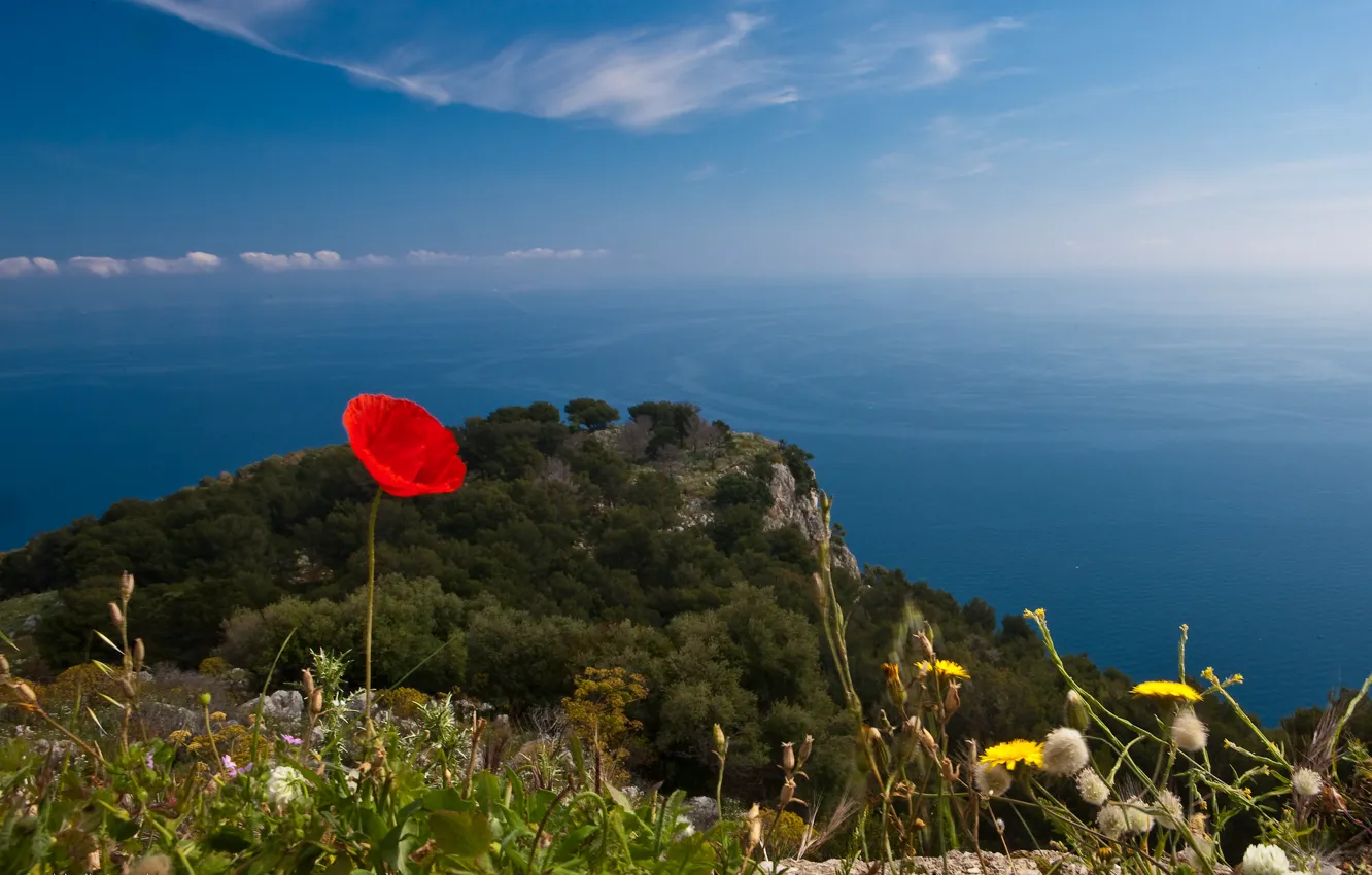 Photo wallpaper sea, flower, Mac, horizon