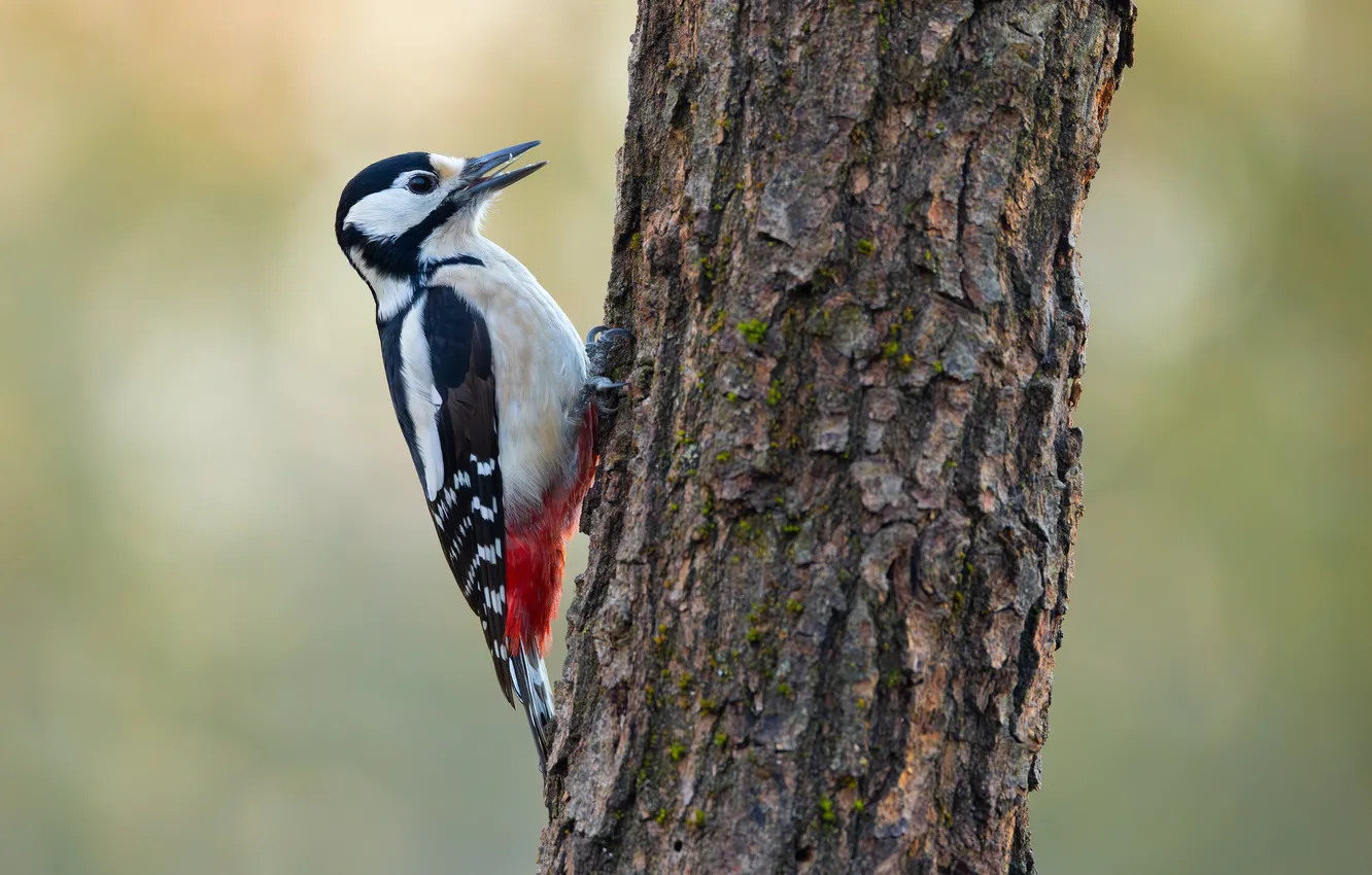 Photo wallpaper trees, bird, woodpecker