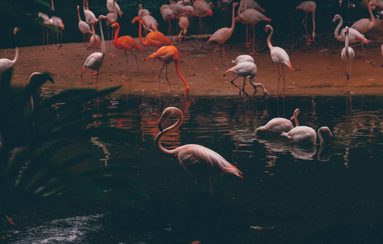 Photo wallpaper water, nature, Flamingo