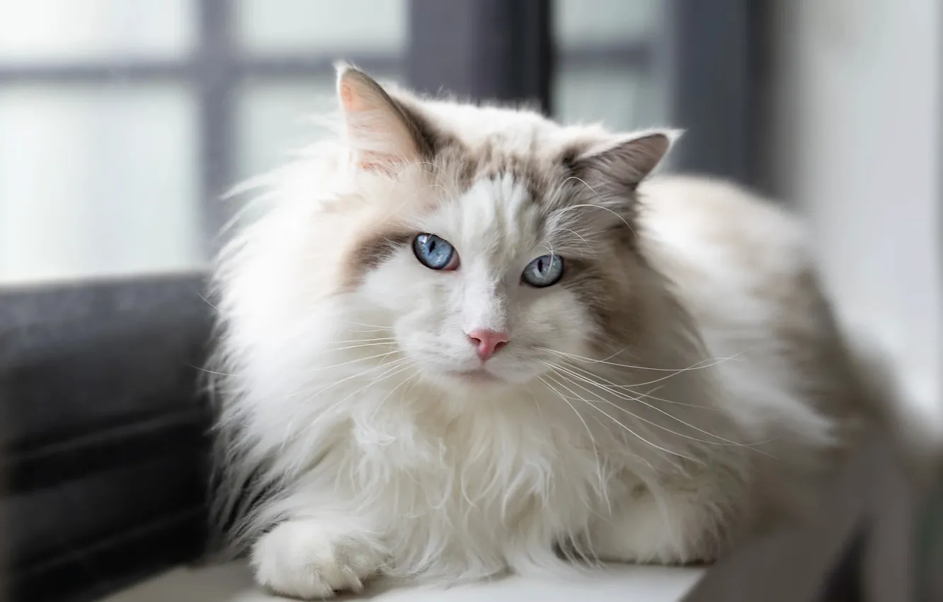 Photo wallpaper cat, white, cat, portrait, fluffy, window, lies, sill
