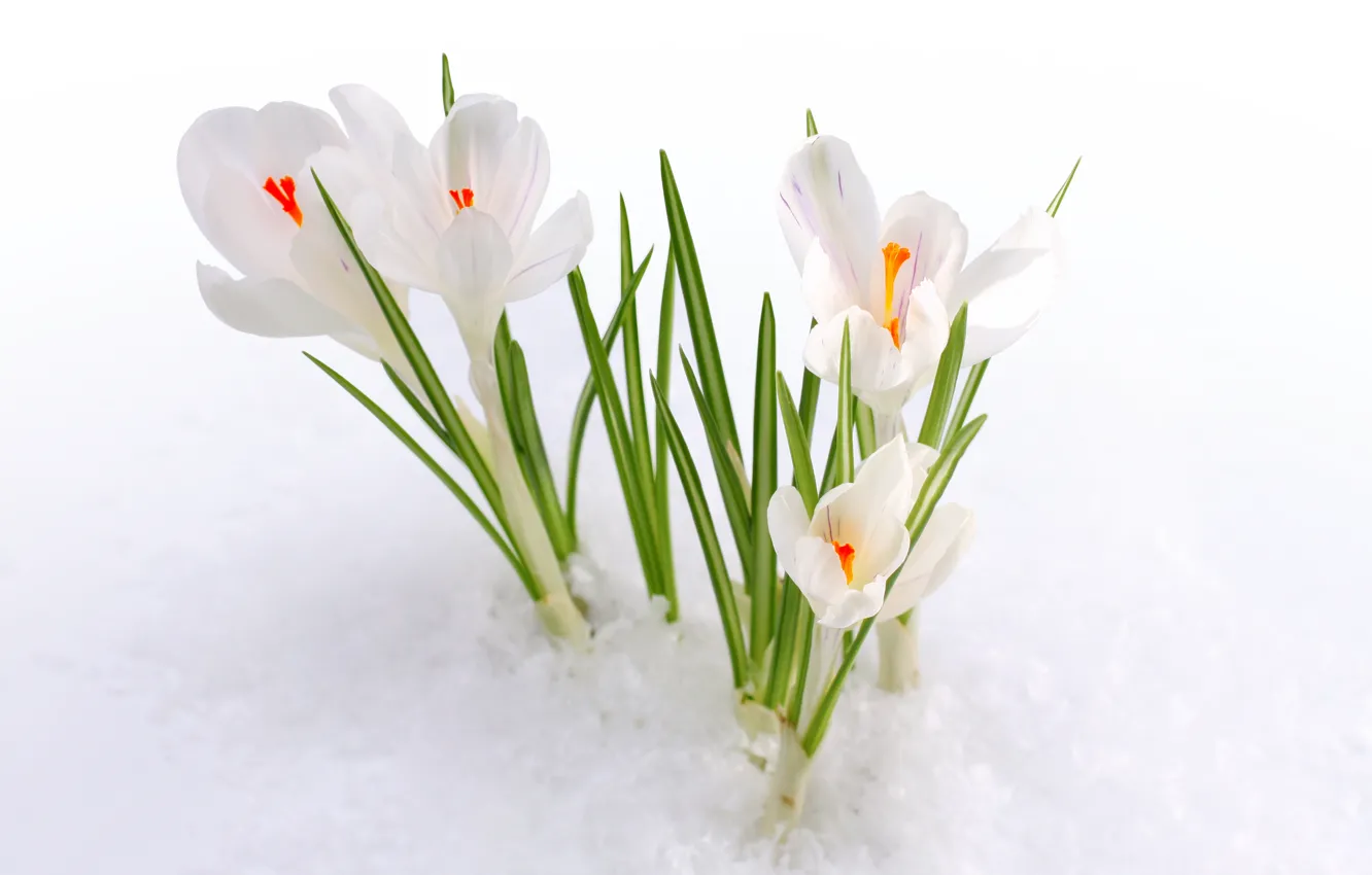 Photo wallpaper snow, flowers, spring, crocuses, buds, primrose