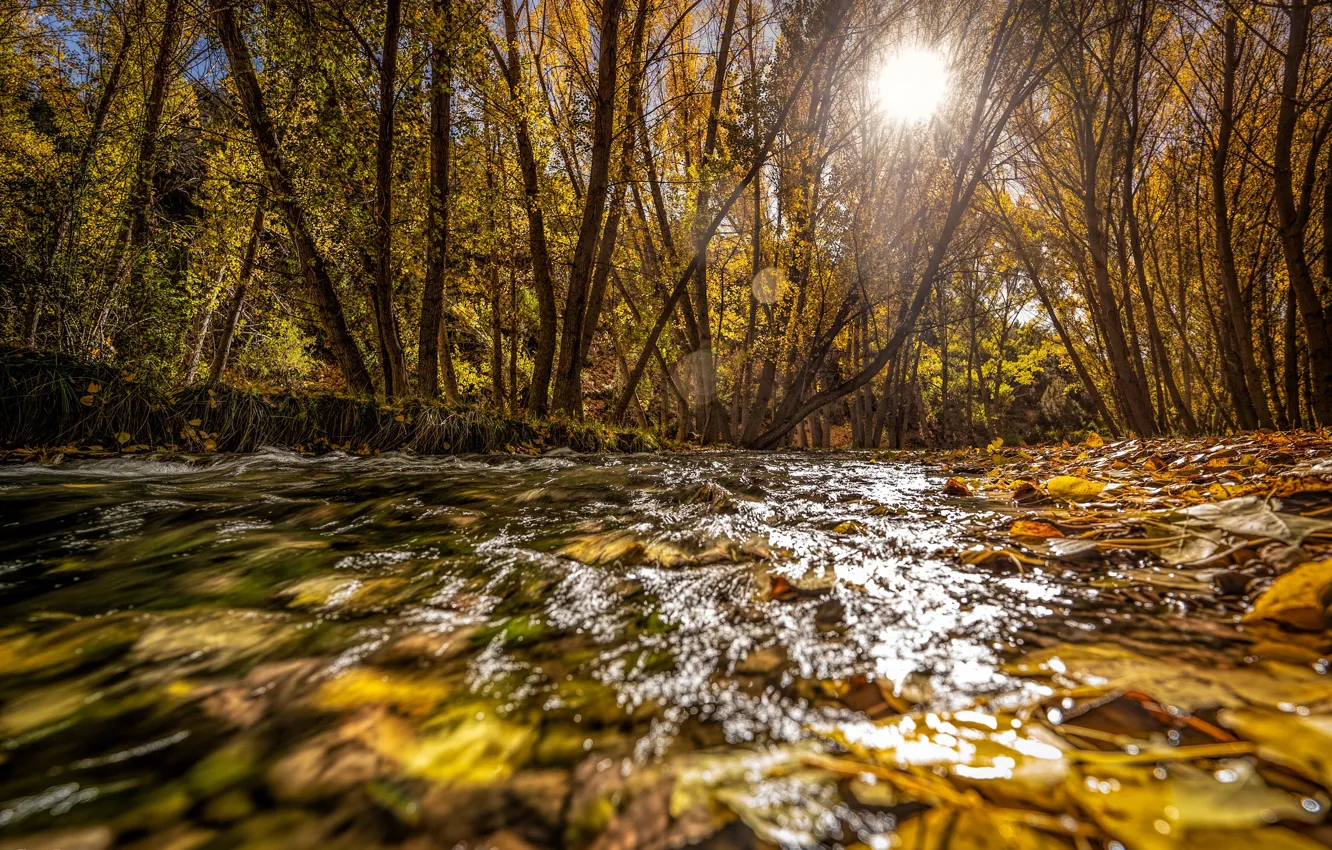 Photo wallpaper autumn, forest, leaves, water, the sun, light, branches, glare