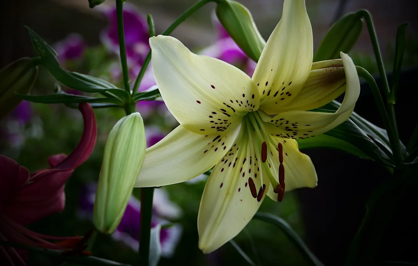 Photo wallpaper macro, yellow, Lily
