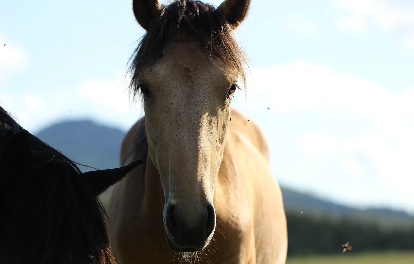 Photo wallpaper face, background, horse