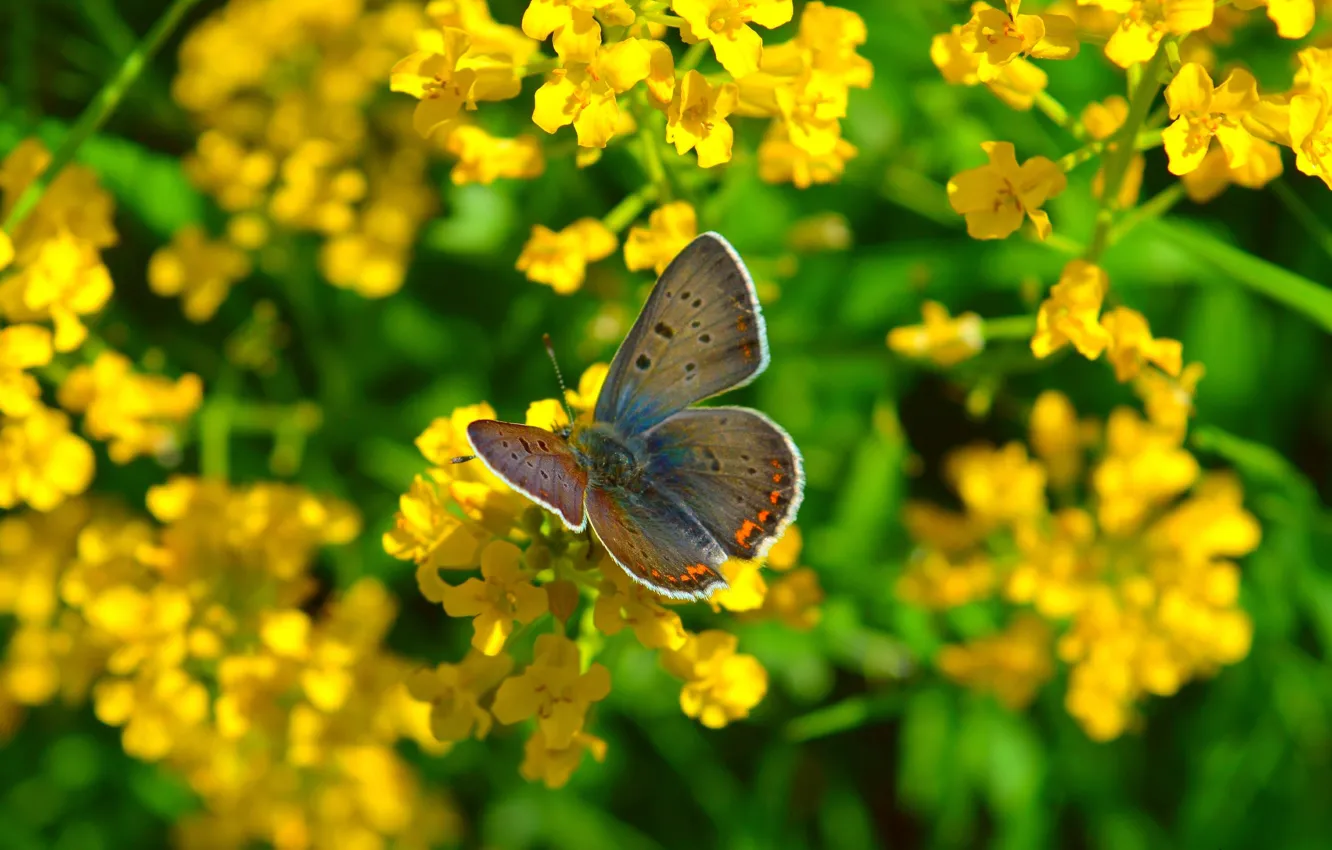 Photo wallpaper macro, flowers, nature, butterfly, spring, nature, butterfly, flowers