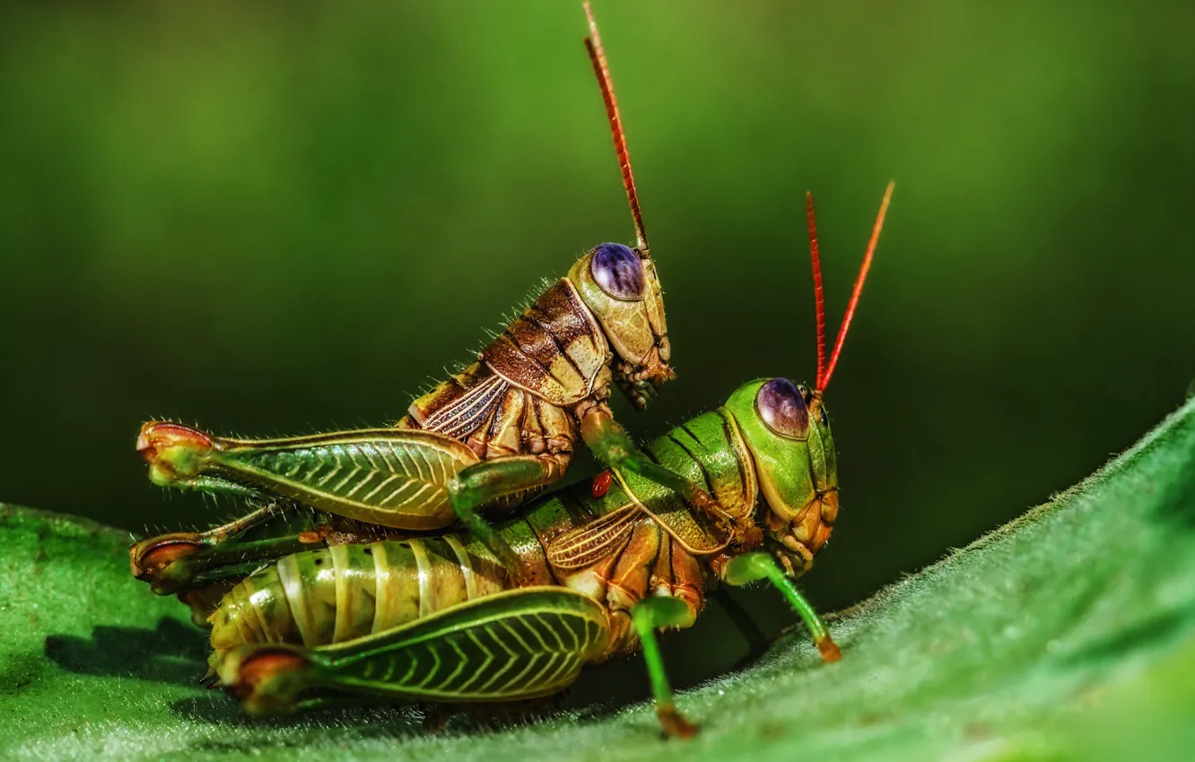 Photo wallpaper macro, love, grasshopper, a couple