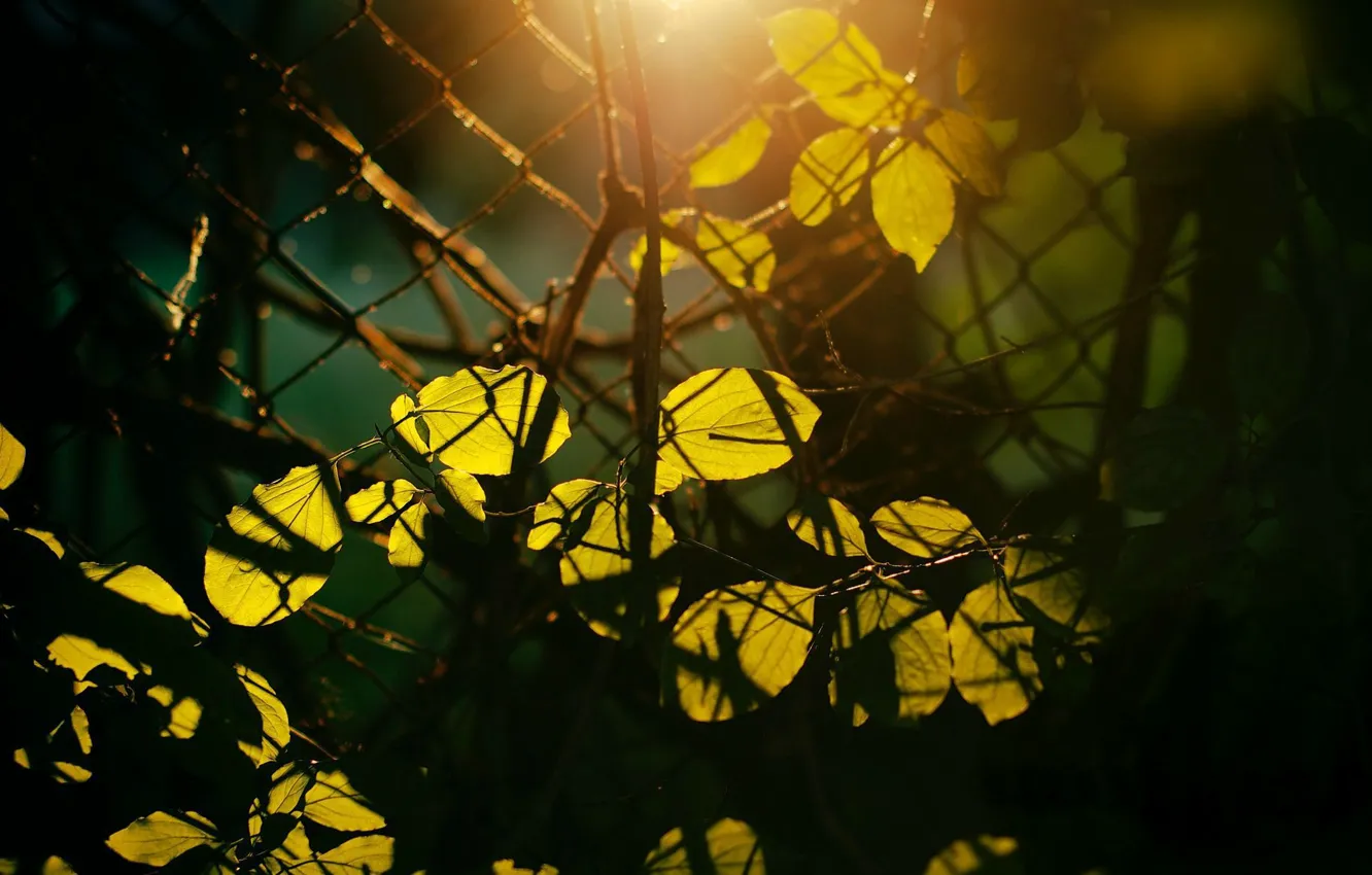 Photo wallpaper leaves, the sun, macro, rays, trees, branches, background, mesh