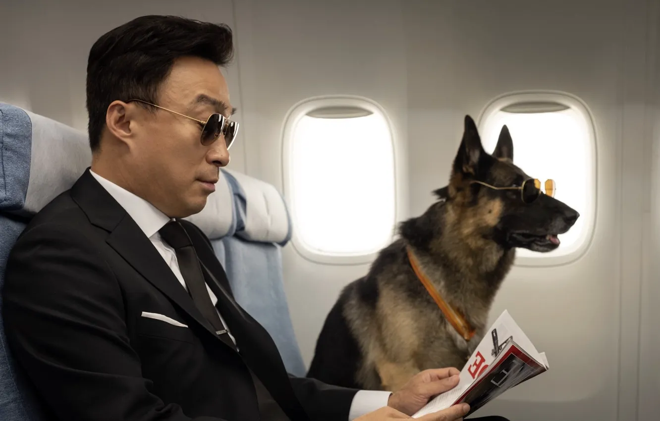 Photo wallpaper dog, glasses, newspaper, male, Mr. Zoo The Missing VIP, on the plane