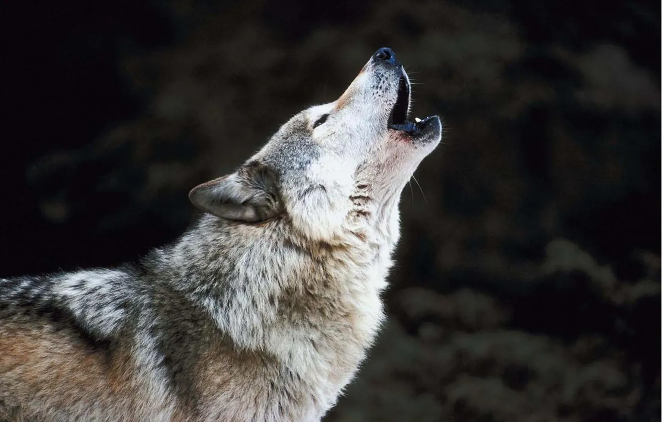 Photo wallpaper Predator, nature, snow, face, animal, wolf, canis lupus, wildlife