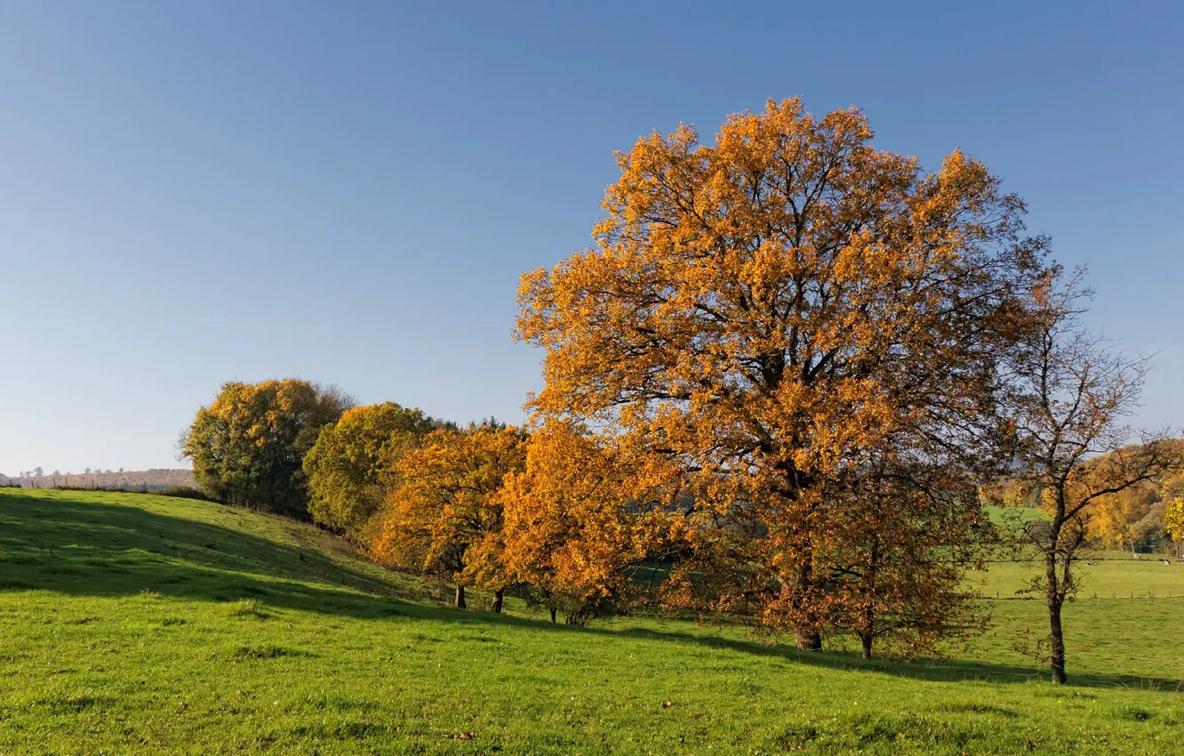 Photo wallpaper field, autumn, the sky, grass, trees, hills