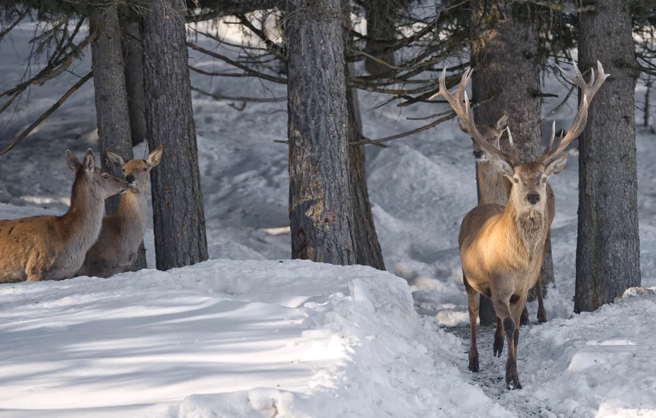 Photo wallpaper Winter, Trees, Snow, Animals, Deer