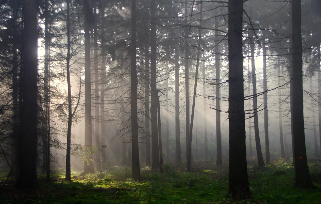 Photo wallpaper forest, rays, light, trees, nature