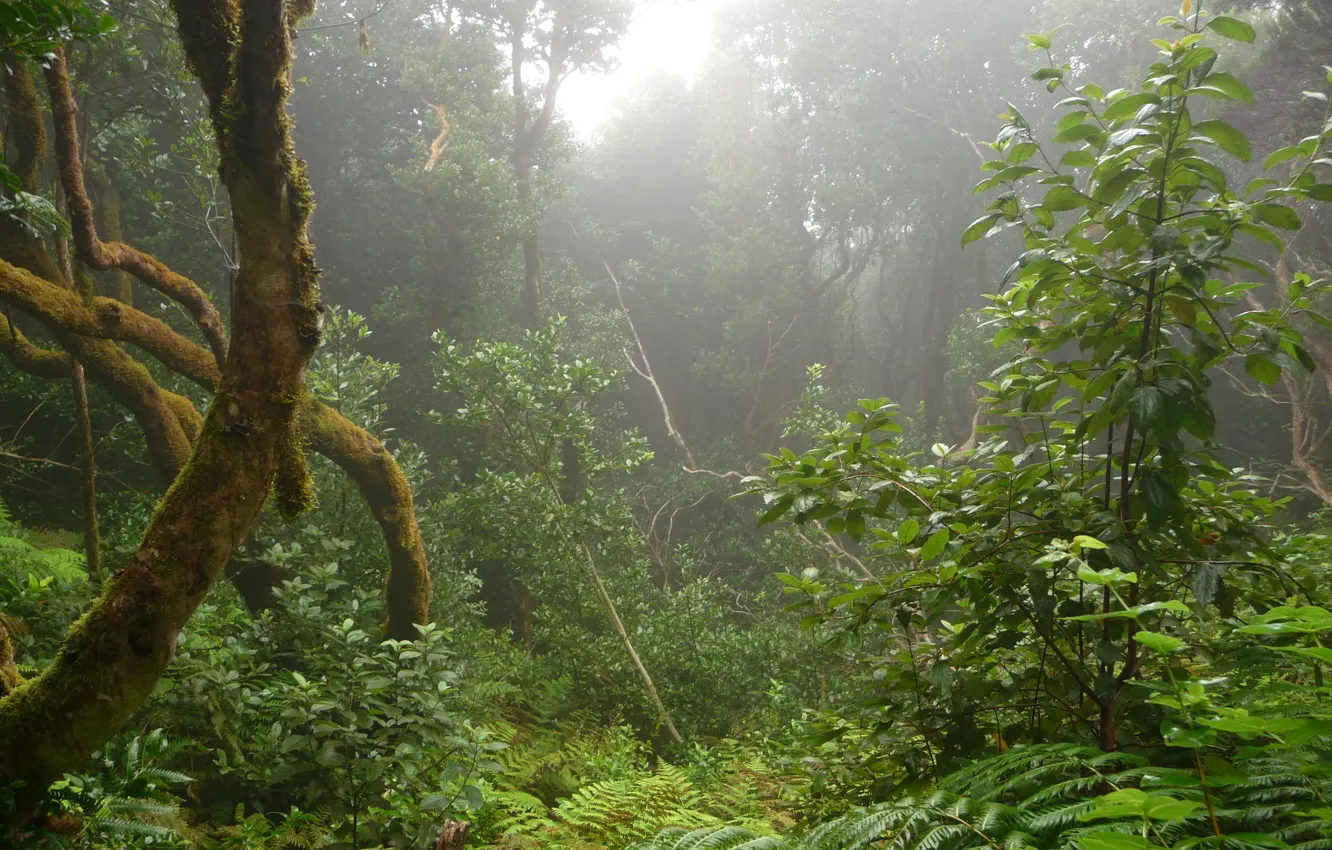 Photo wallpaper forest, trees, nature, fog, Spain, Spain, Canary Islands, Canary Islands