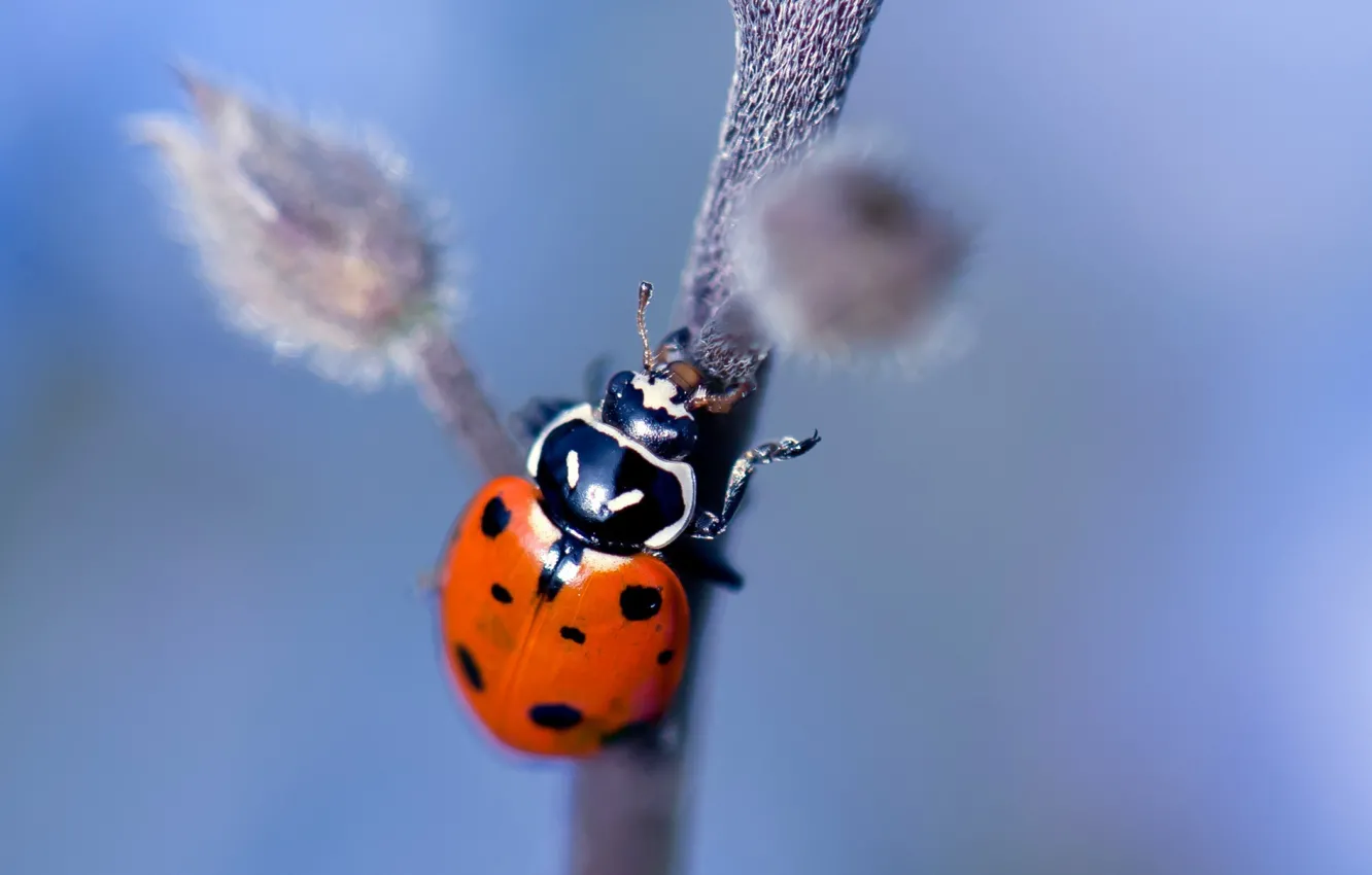 Photo wallpaper nature, plant, ladybug, insect
