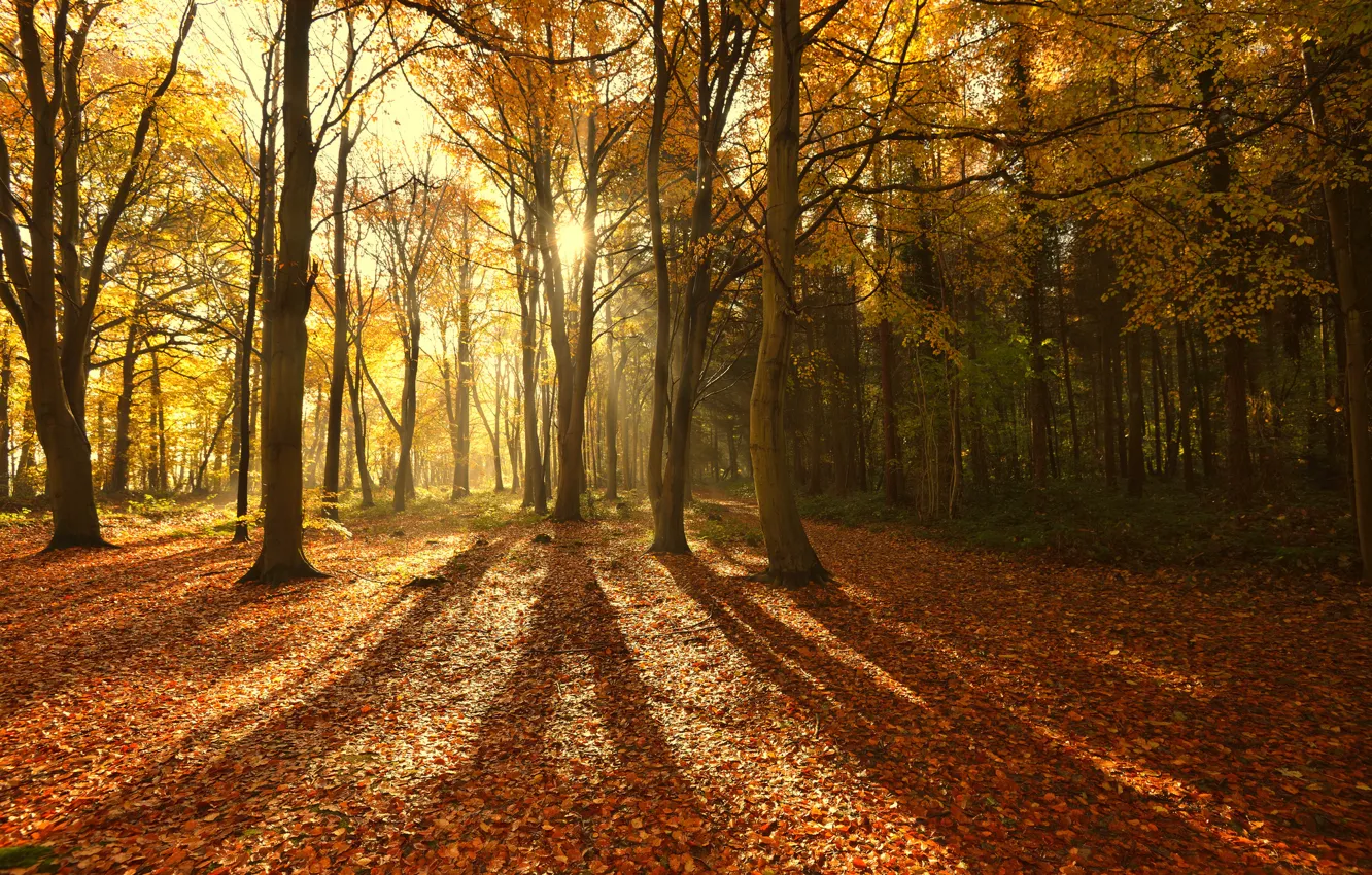 Photo wallpaper autumn, forest, the sun, rays, light, trees, nature, foliage