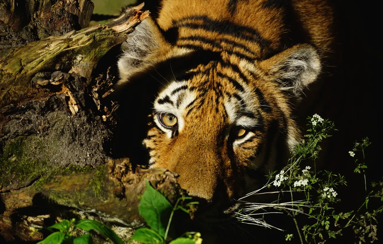 Photo wallpaper cat, grass, look, face, light, nature, tiger, the dark background
