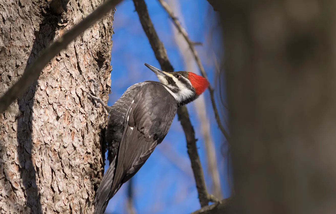 Photo wallpaper trees, nature, bird, beak, woodpecker, trunk