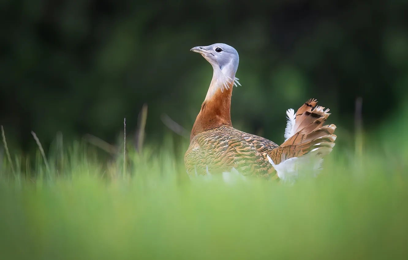 Photo wallpaper greens, grass, nature, bird, glade, green background, bokeh, blurred background