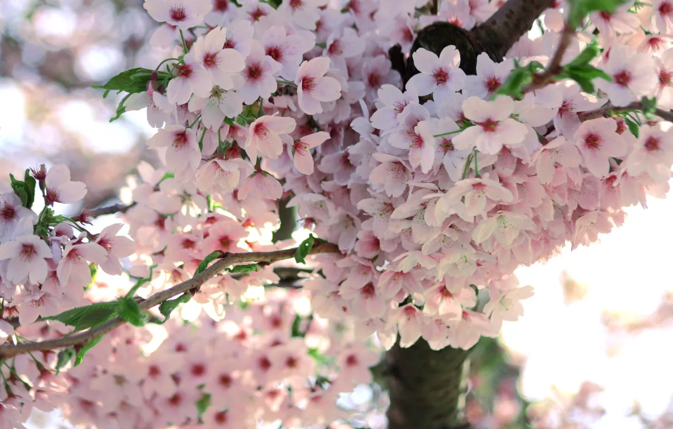 Photo wallpaper macro, flowers, tree, branch, spring, Sakura, flowering