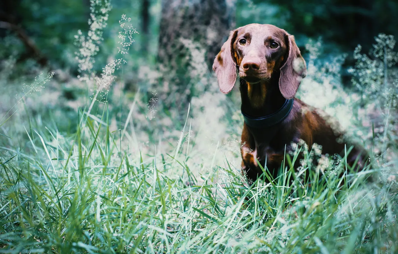 Photo wallpaper summer, look, each, dog