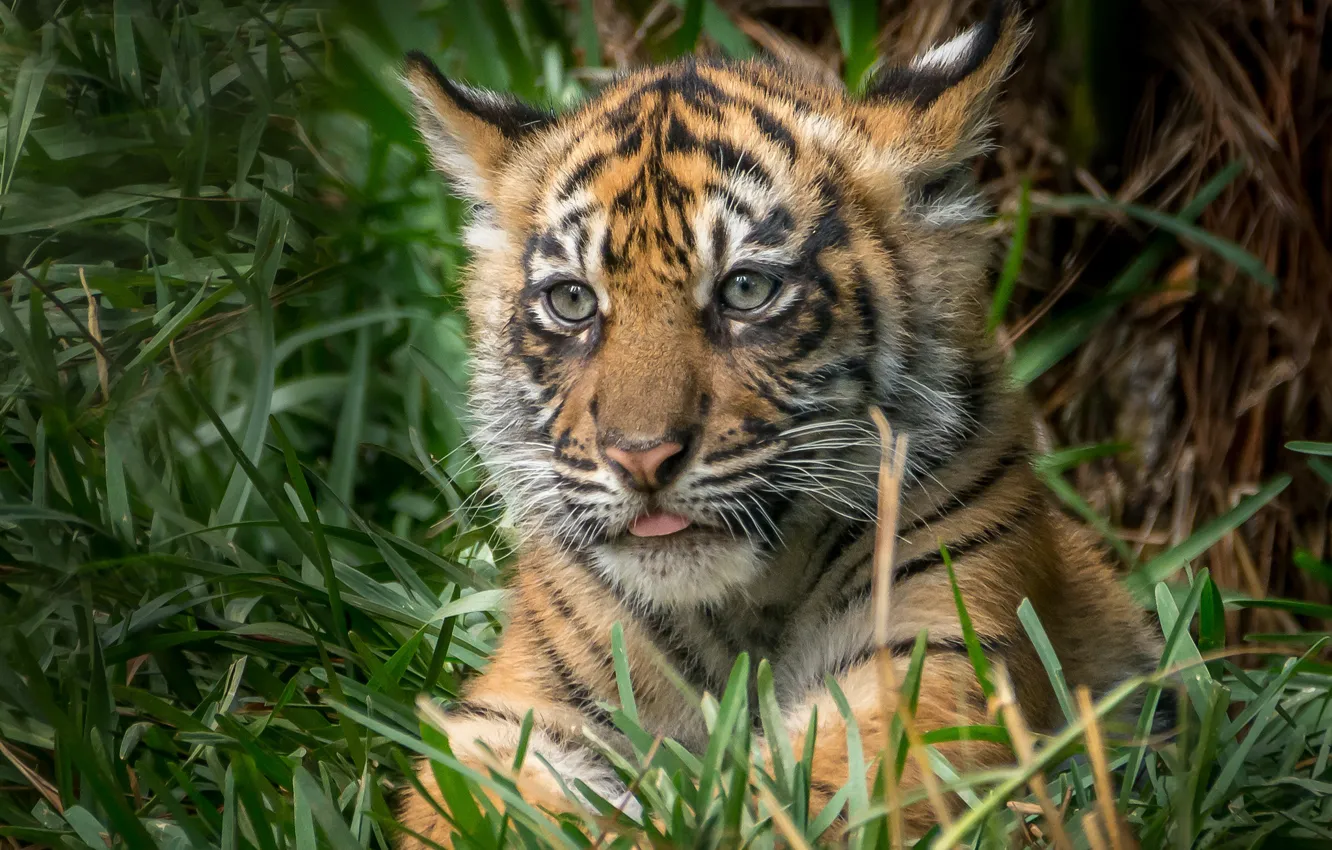 Photo wallpaper predator, baby, tiger