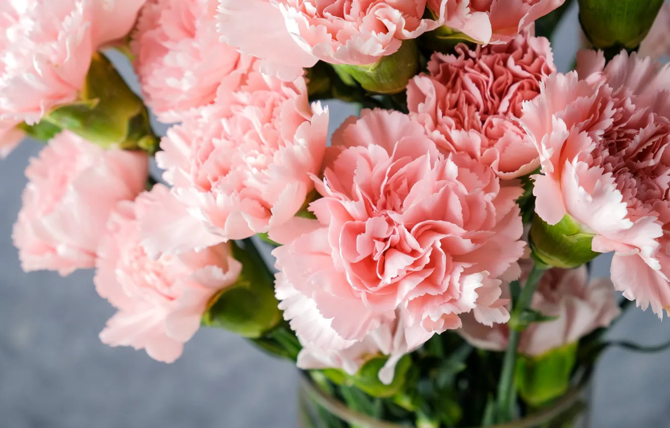 Photo wallpaper flowers, bouquet, pink, carnation, Terry