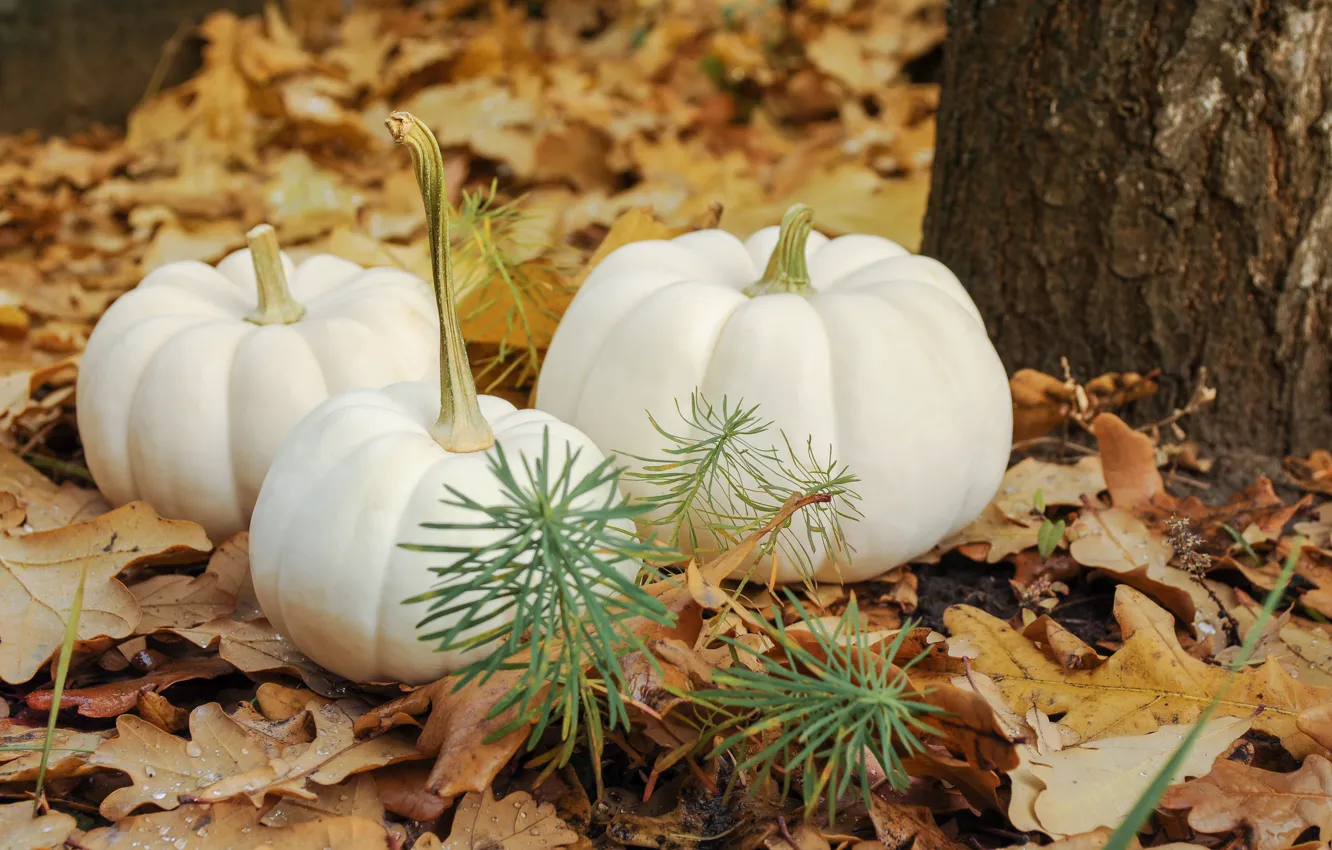 Photo wallpaper autumn, trees, nature, glade, pumpkin, trunk, white, trio