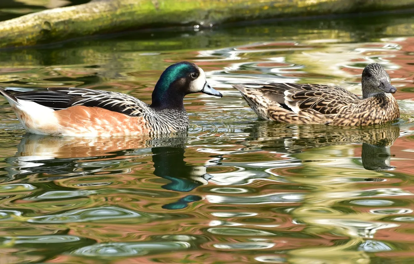 Photo wallpaper pond, duck, Drake