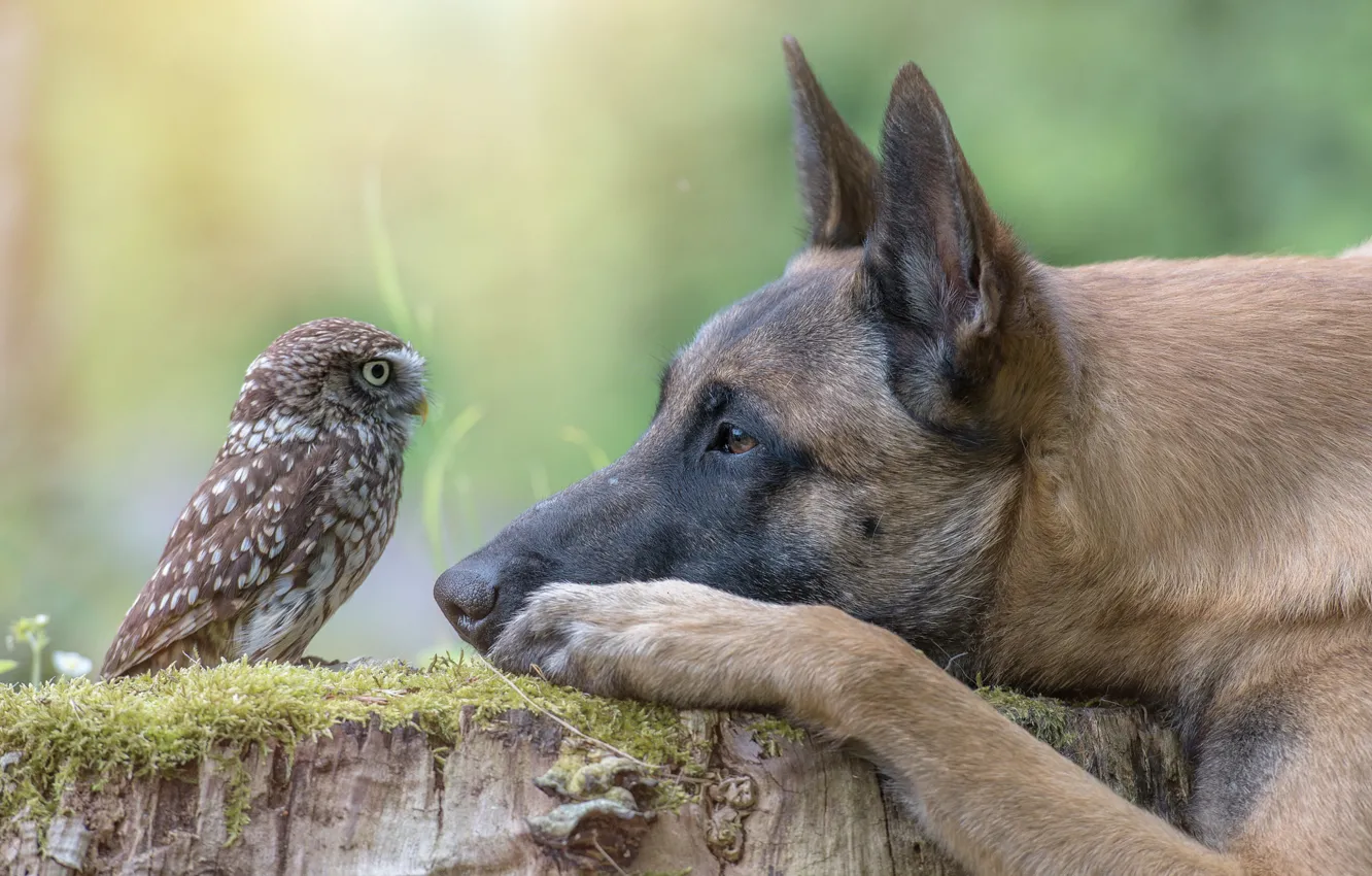 Photo wallpaper animal, owl, bird, stump, dog, head, profile, dog