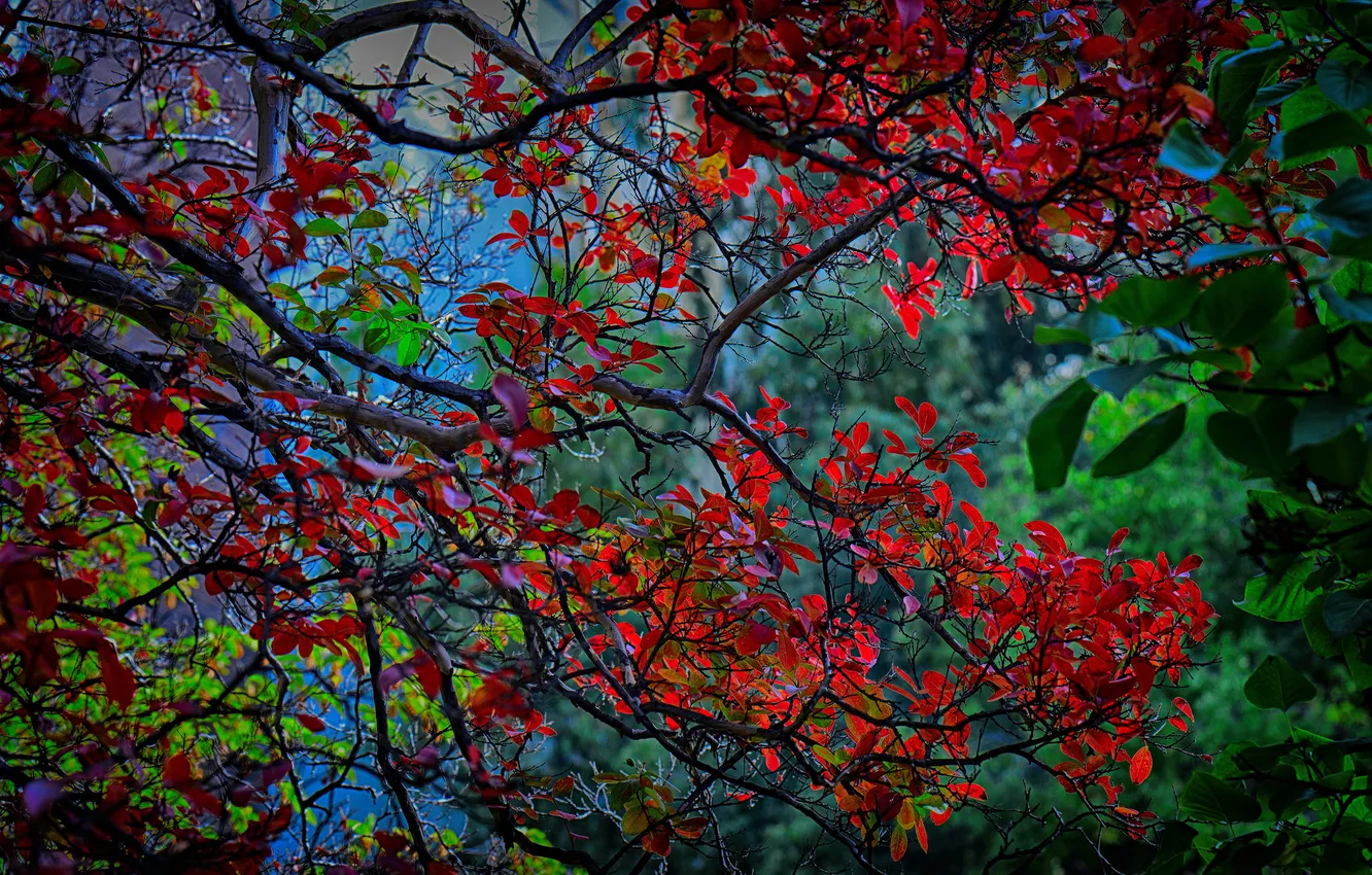 Photo wallpaper autumn, leaves, trees, branch, the crimson
