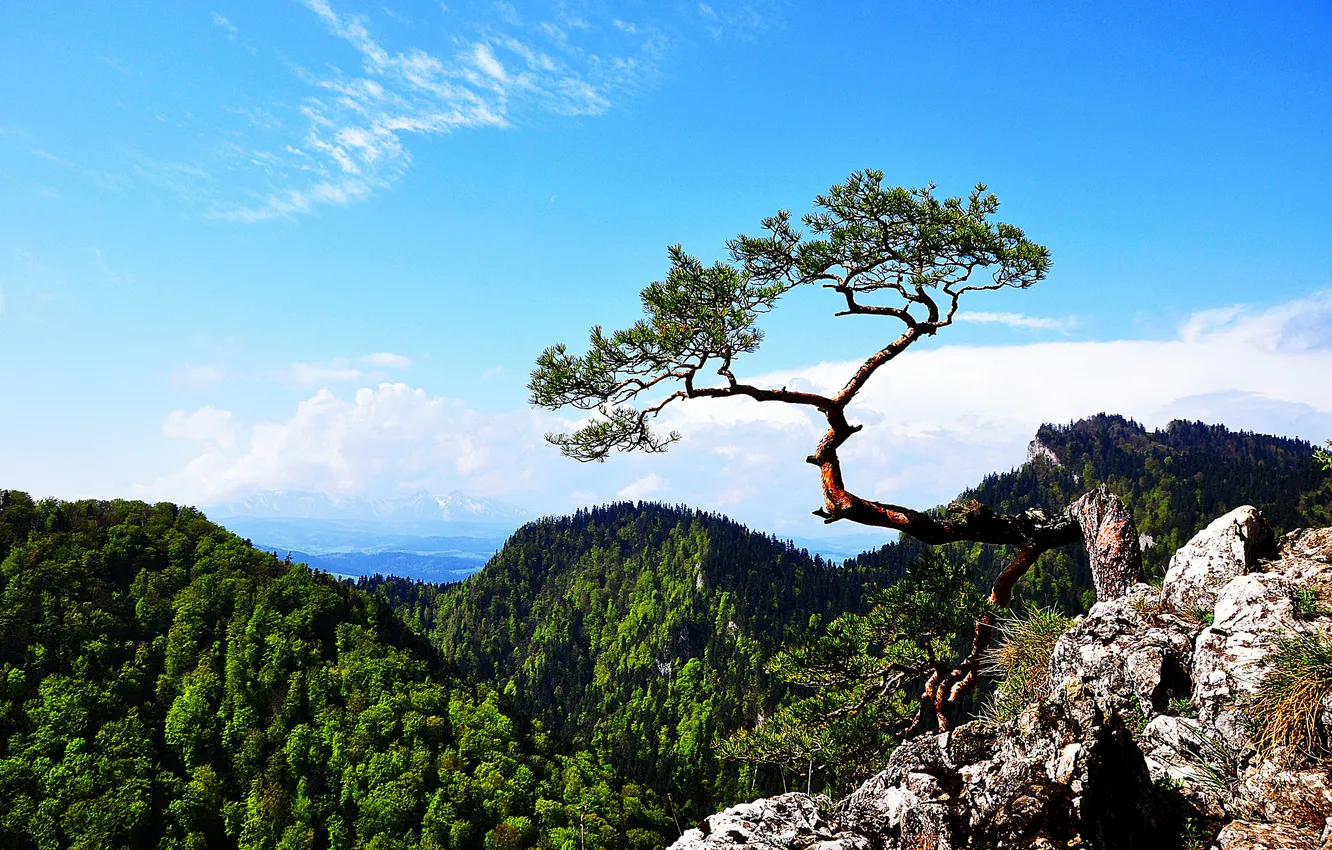 Photo wallpaper forest, trees, mountains, stones