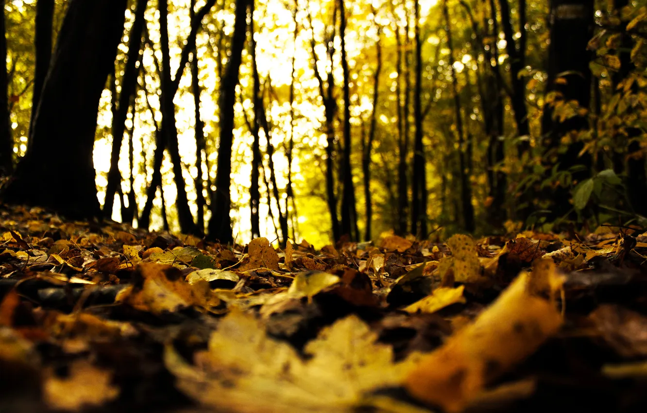 Photo wallpaper autumn, forest, leaves, trees, nature, blur, dry, fallen