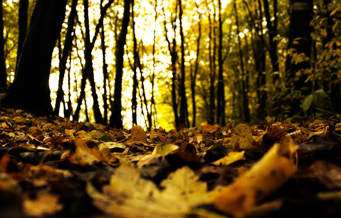 Photo wallpaper autumn, forest, leaves, trees, nature, blur, fallen, Dry