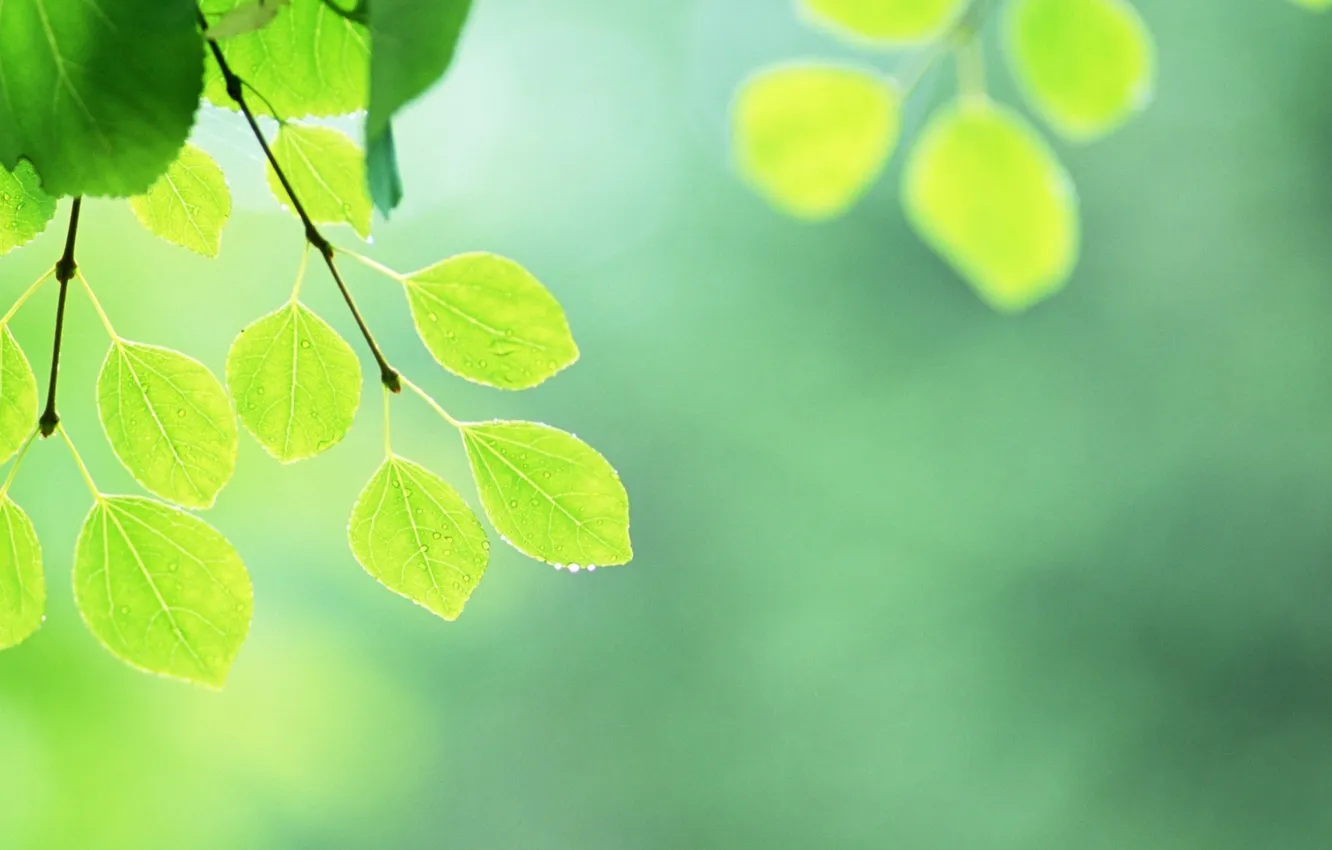 Photo wallpaper summer, leaves, green, leaves