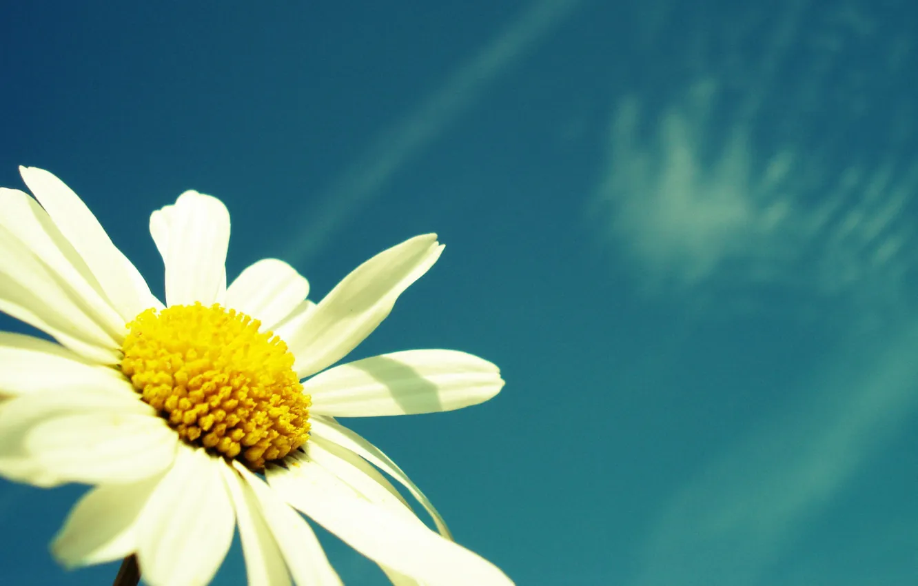 Photo wallpaper flower, macro, nature, plants, Daisy, the sky. summer