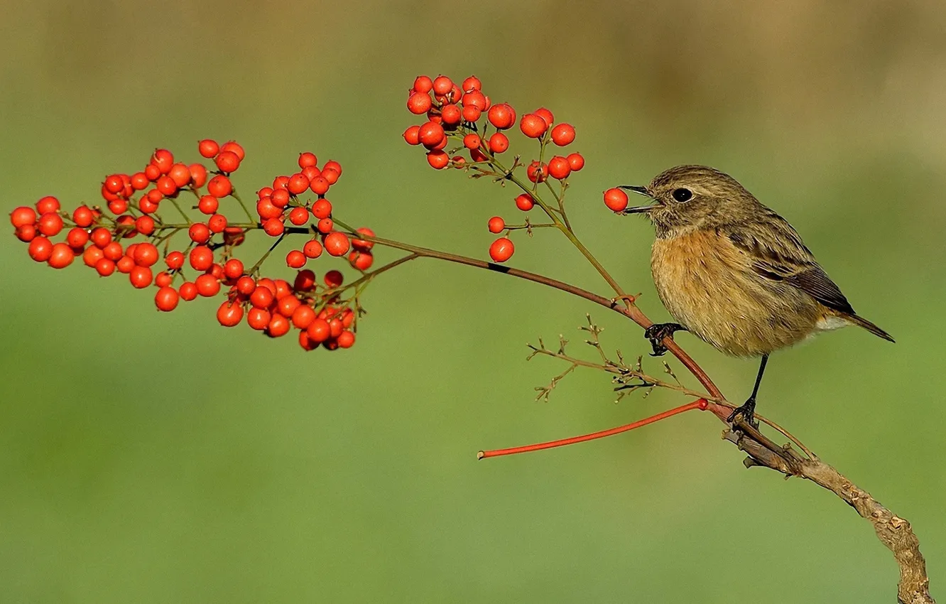 Photo wallpaper nature, berries, bird, beak