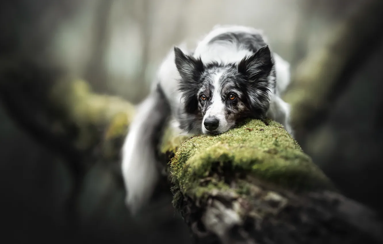 Photo wallpaper face, moss, dog, log, bokeh, The border collie