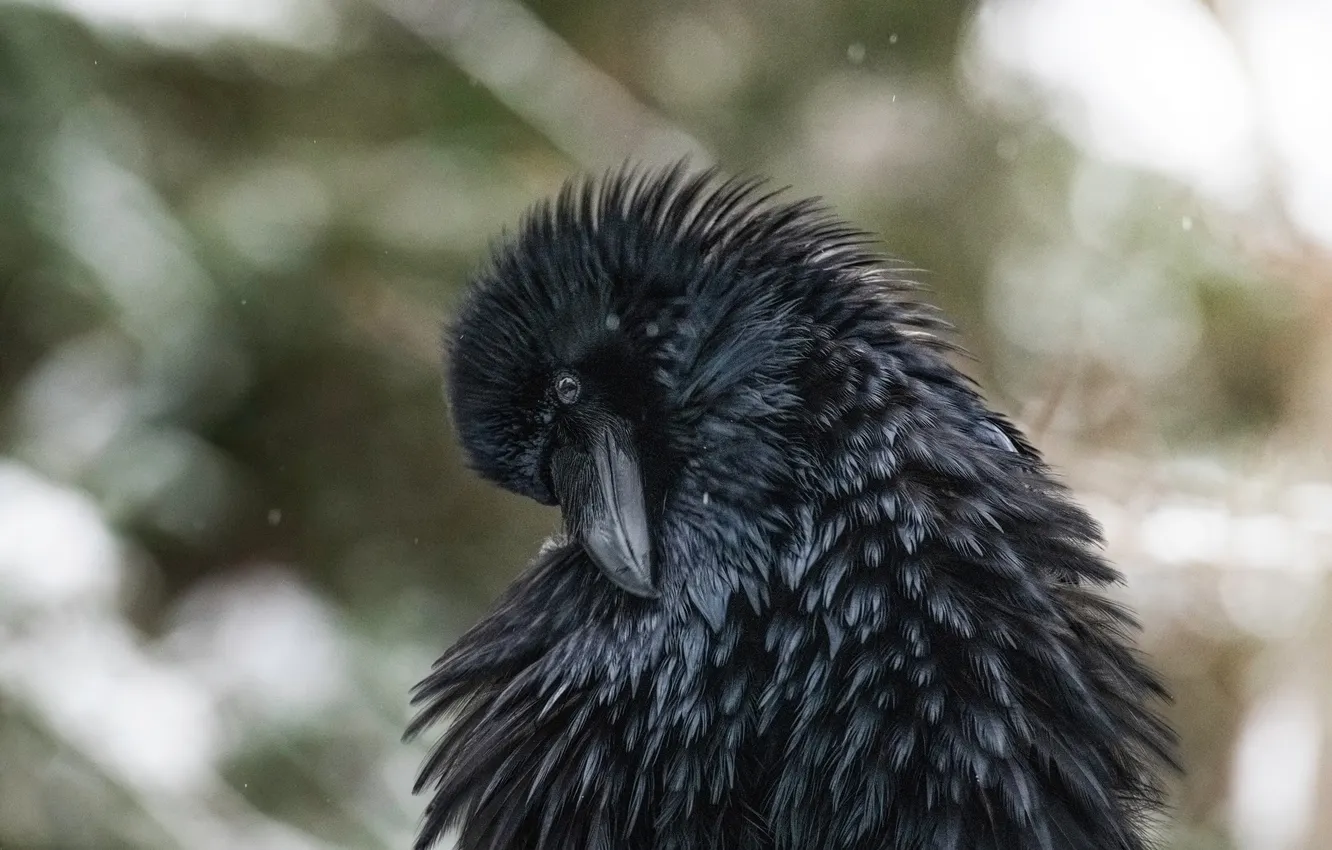 Photo wallpaper close-up, bird, black