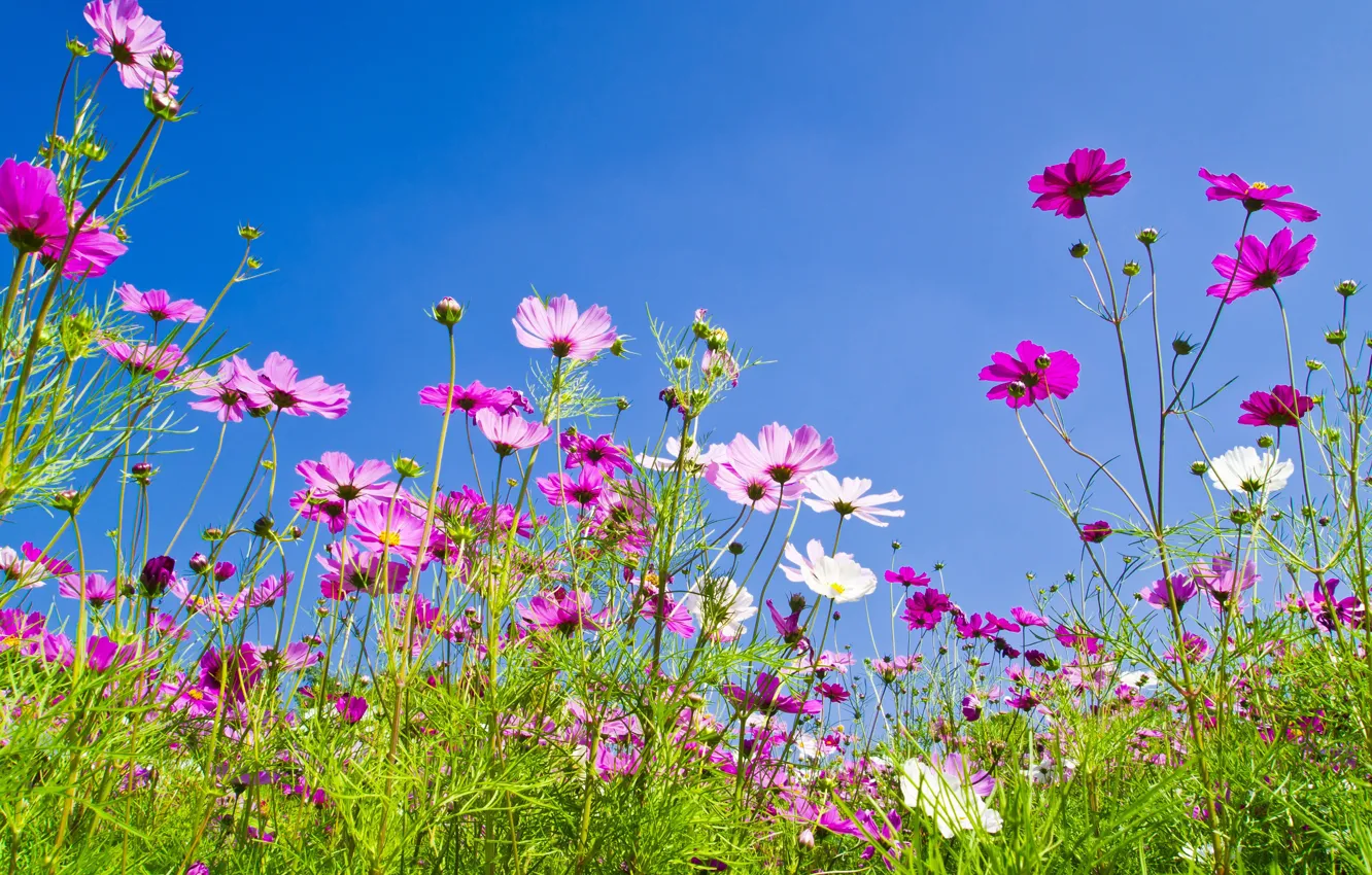 Photo wallpaper field, summer, the sky, the sun, flowers, colorful, meadow, summer