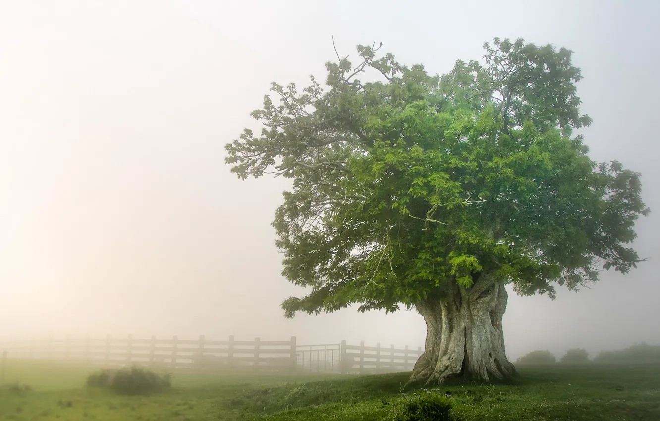 Photo wallpaper field, nature, fog, tree