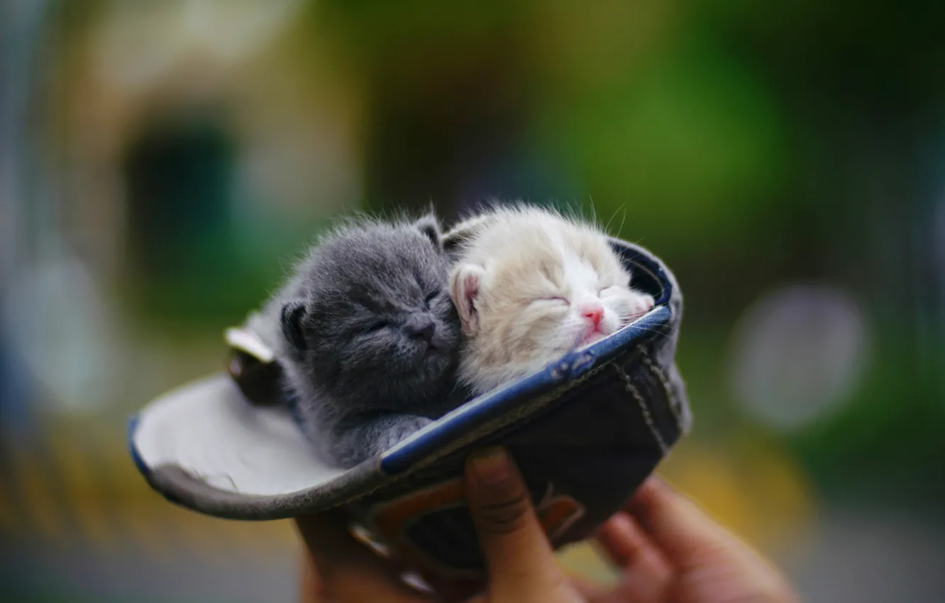 Photo wallpaper sleep, hands, baby, baseball cap, in the hat, baby, blurred background, closed eyes