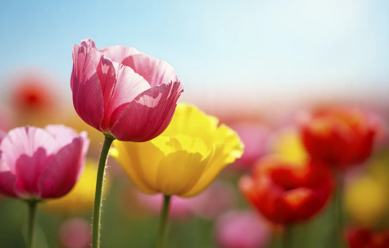Photo wallpaper flowers, spring, flowers, tulips, spring, n.mgfys