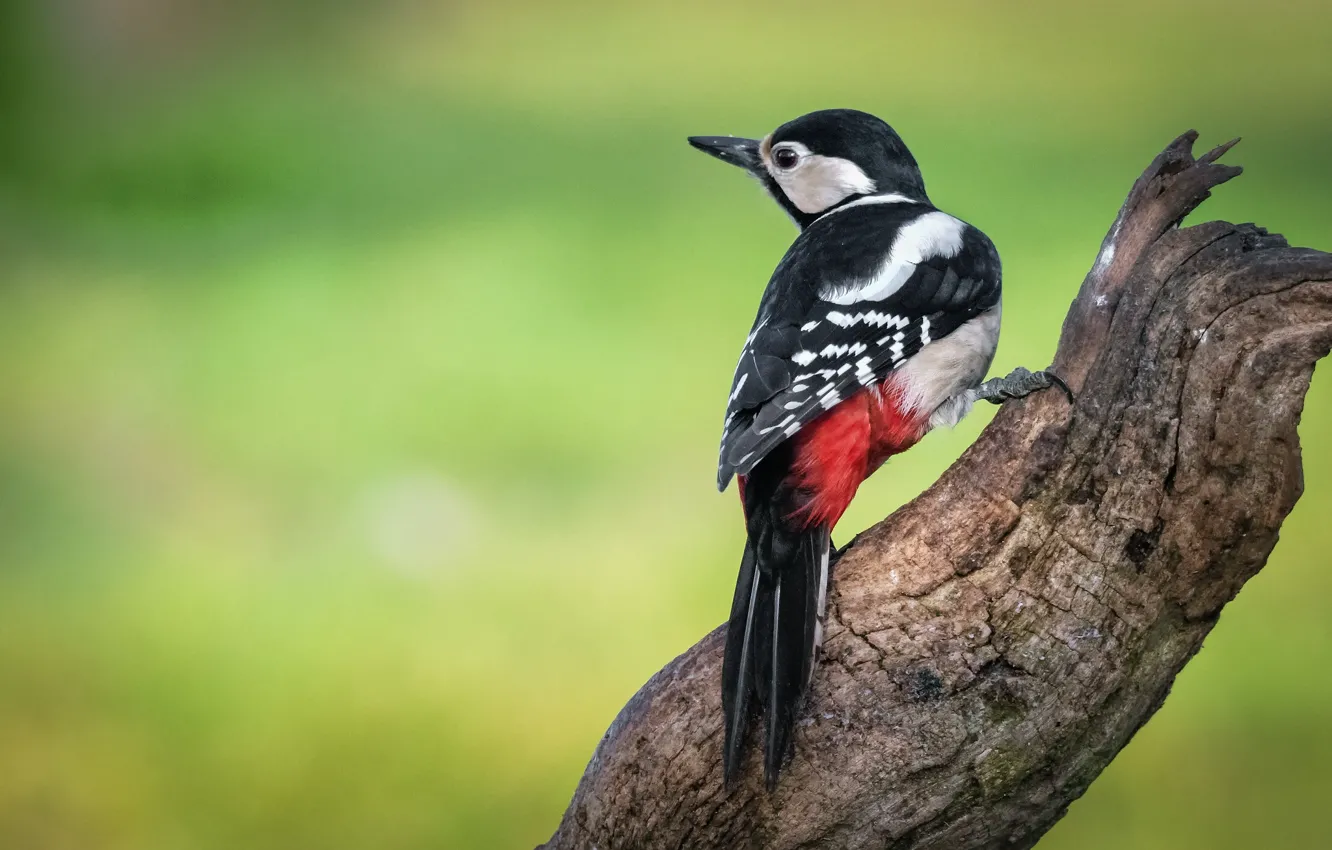 Photo wallpaper background, bird, stump, woodpecker, snag
