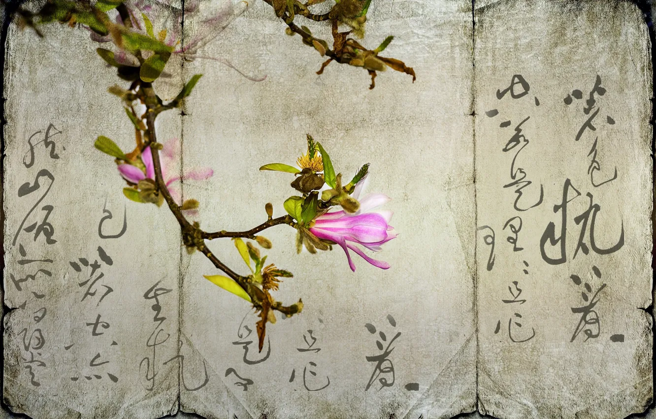 Photo wallpaper flower, paper, characters, Magnolia