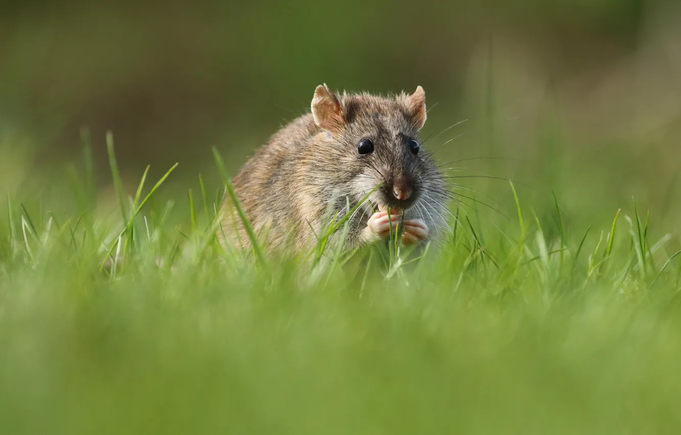 Photo wallpaper grass, hamster, mouse, rat, rodent