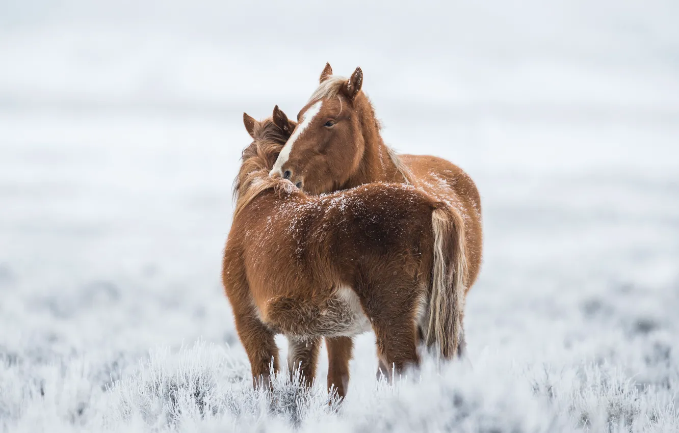 Photo wallpaper cold, winter, horses
