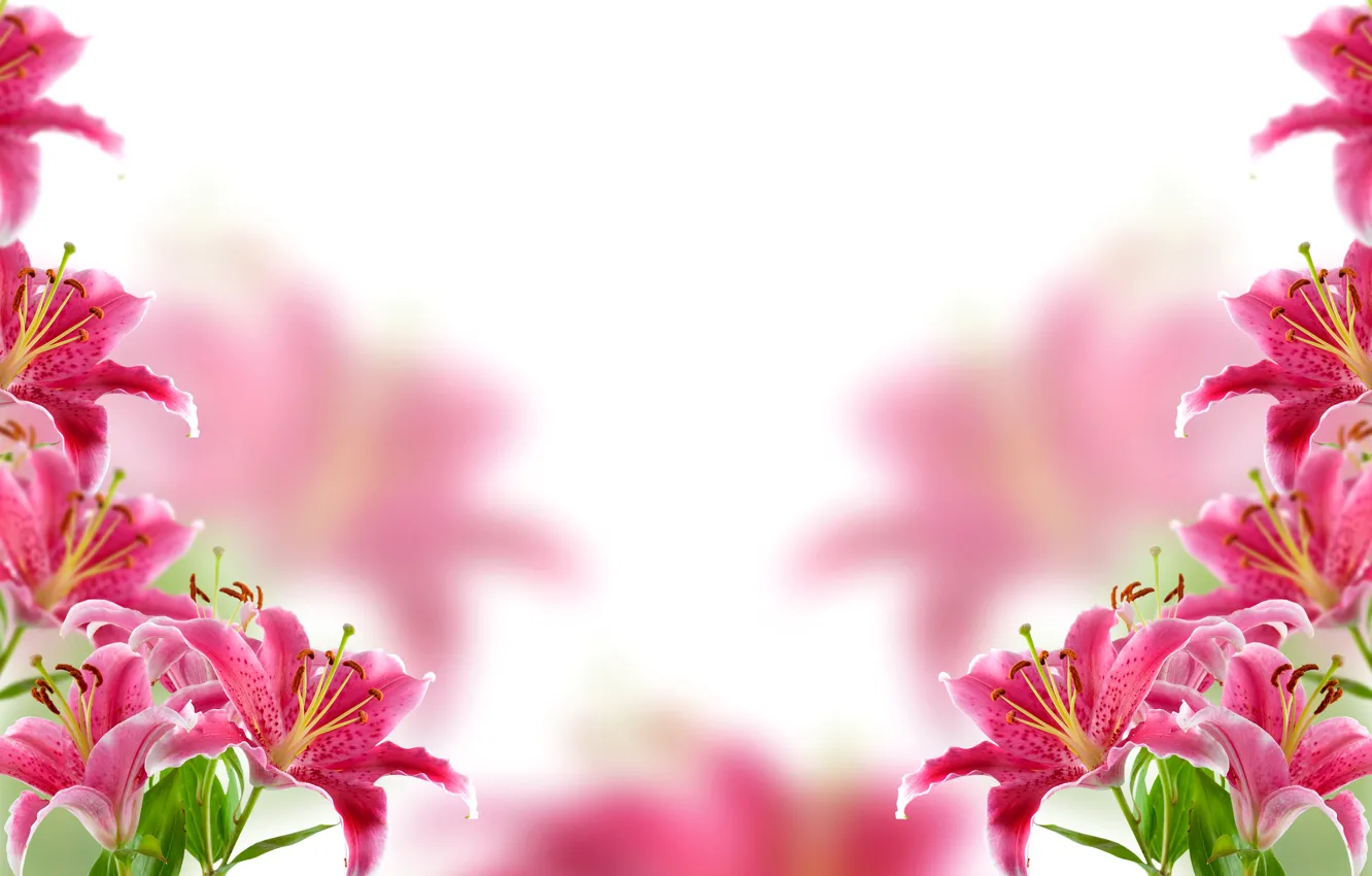 Photo wallpaper flowers, background, Lily, blur